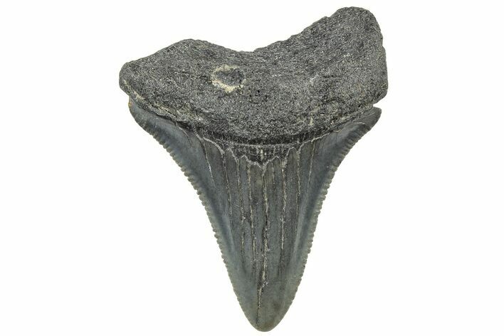 Serrated, Juvenile Megalodon Tooth - South Carolina #308071